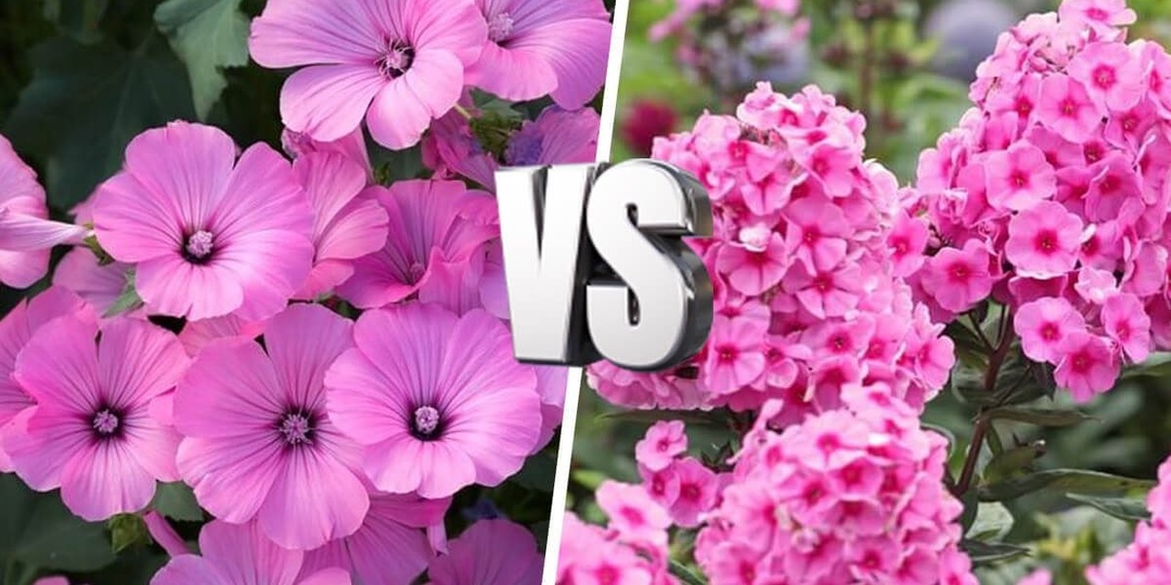 Однолетники или многолетники? Стабильный сад, продуманный на годы, или быстрый цветущий результат? Наша статья поможет определиться с