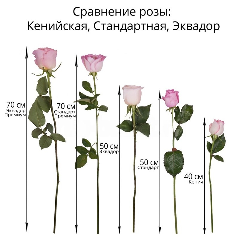 Сравнение длины роз