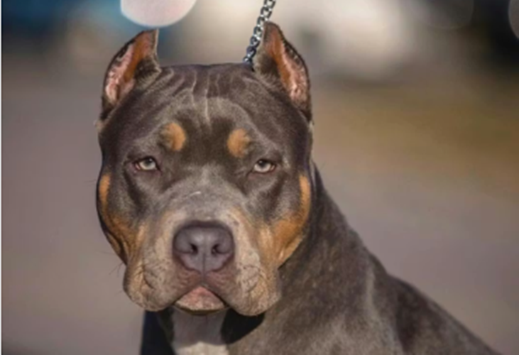 Это же наш Гектор!