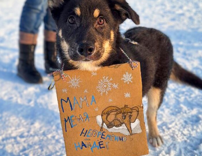 Чудо у проходной. Щенок Тирли ищет семью