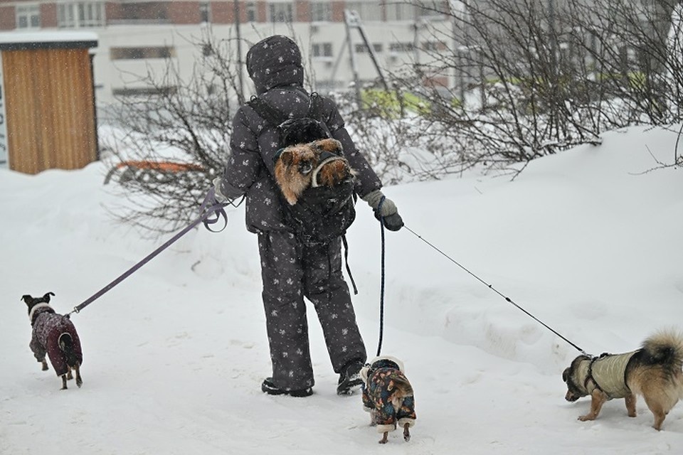    В Ростове продолжают выяснять обстоятельства смерти животных на территории одного из приютов. Евгения ГУСЕВА