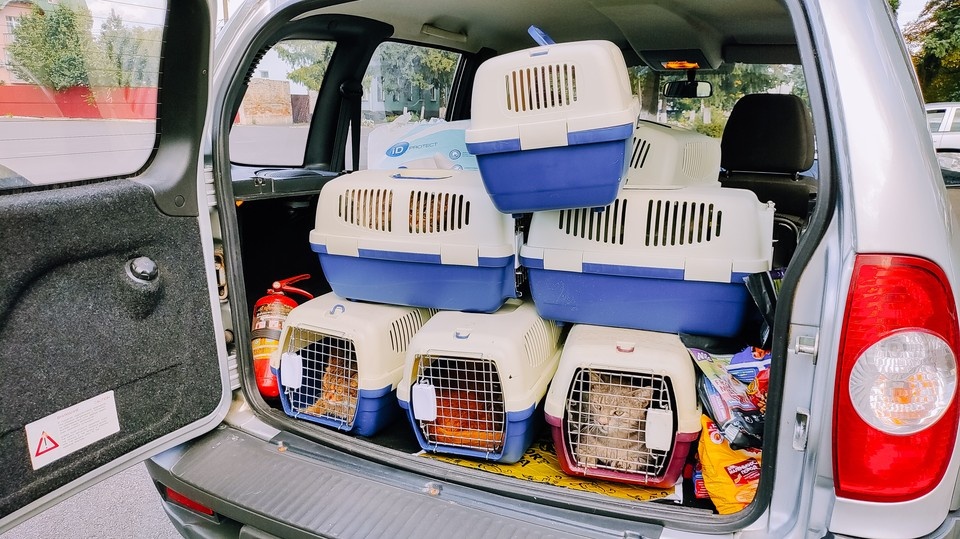    Выживших животных забрали волонтеры. Григорий КУБАТЬЯН