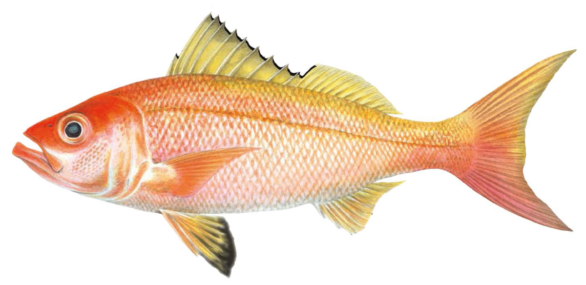 Randallichthys filamentosus