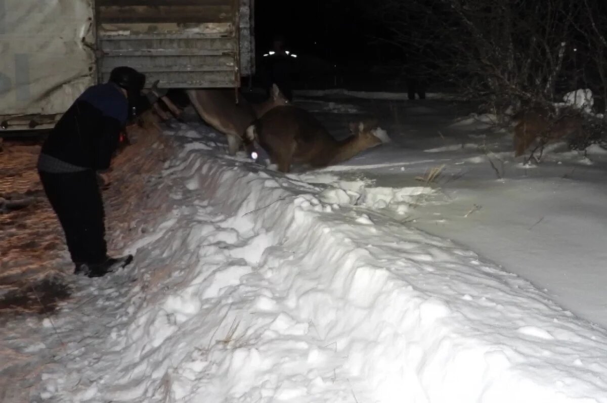    15 пятнистых оленей выпустили в лес под Пензой