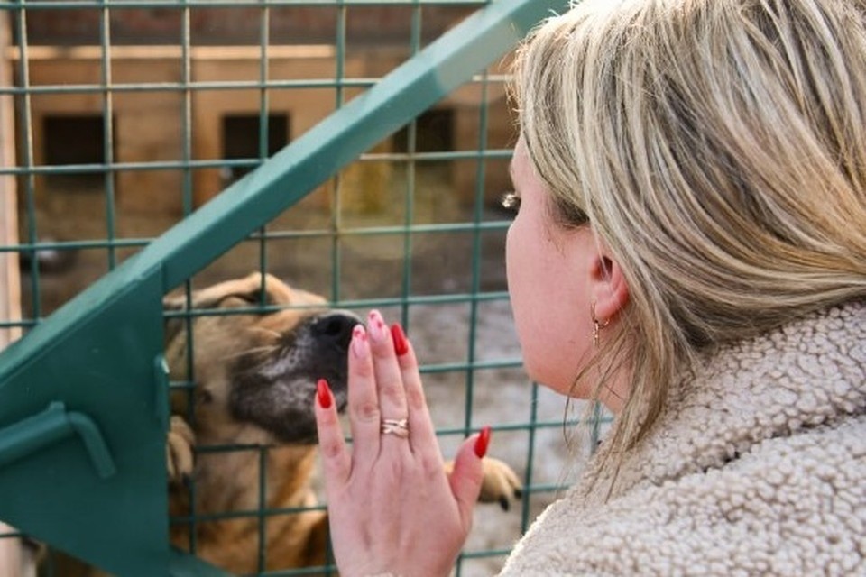    В настоящий момент 540 питомцев ждут любящих хозяев и новый дом. Фото: Администрация Донецка