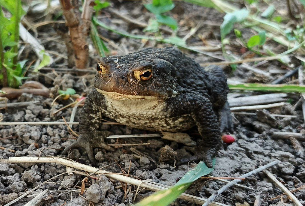 Ну, собственно, вот она – жаба обыкновенная!