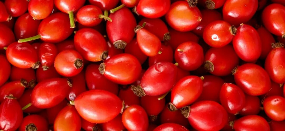 Шиповник: маленькие ягоды с огромной пользой для вашего организма