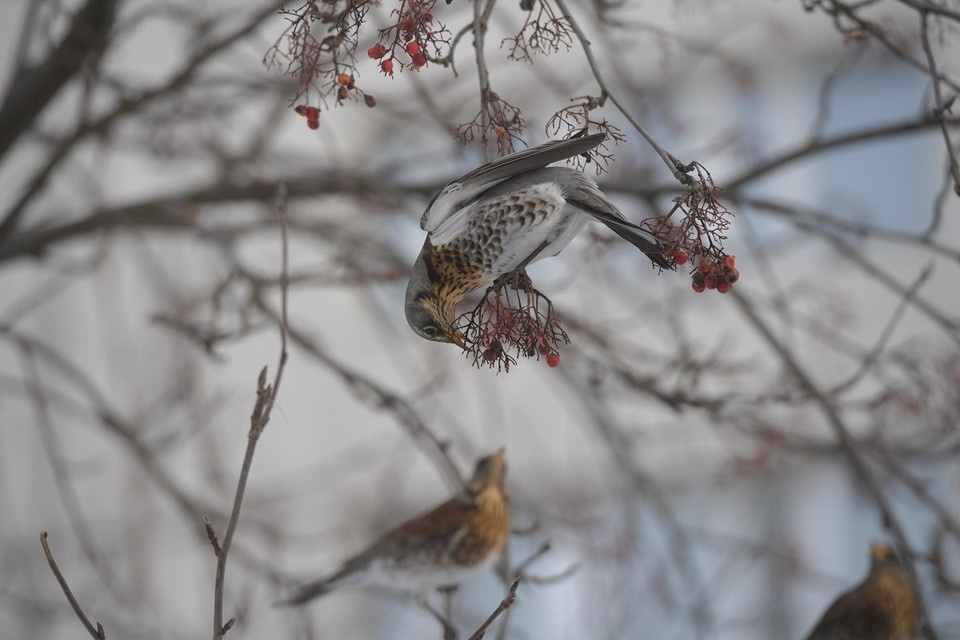    Городские службы продолжают работать в усиленном режиме. Михаил ФРОЛОВ