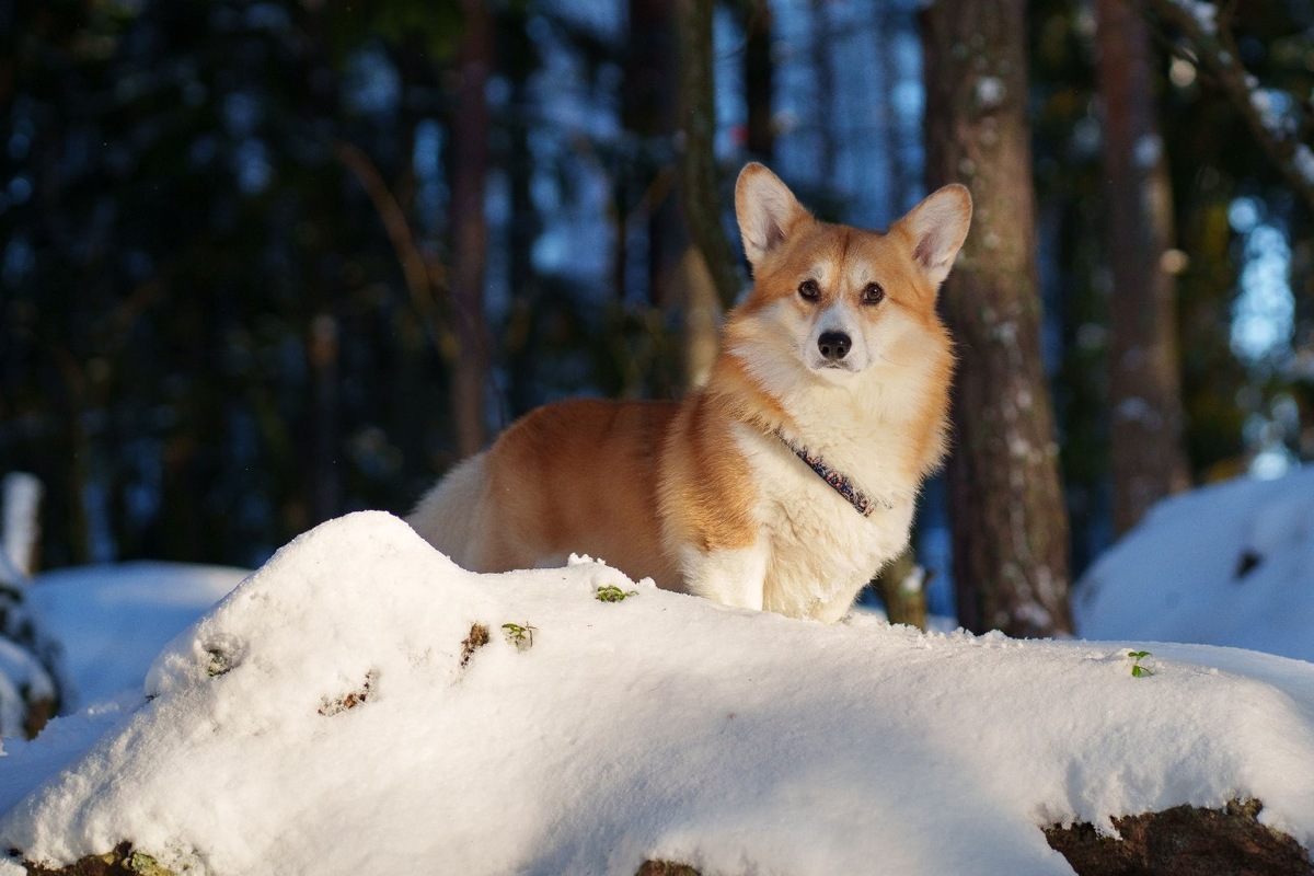    Фото: iStock/Evgenii Iudin