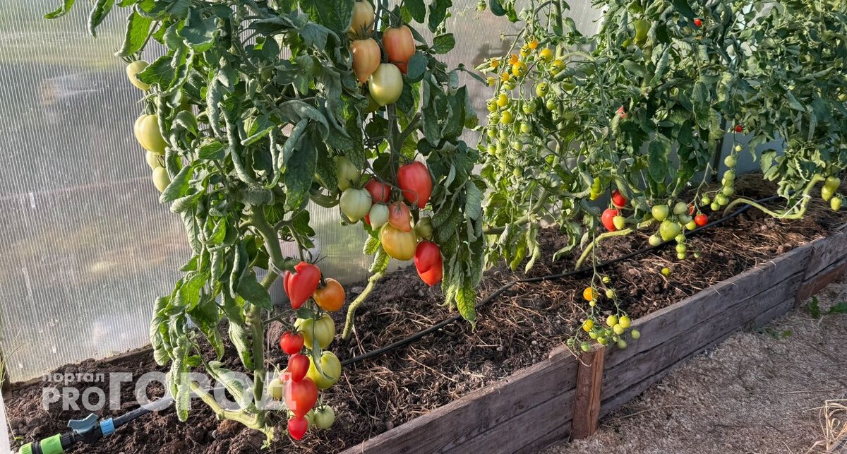    Из архива "Про Город"