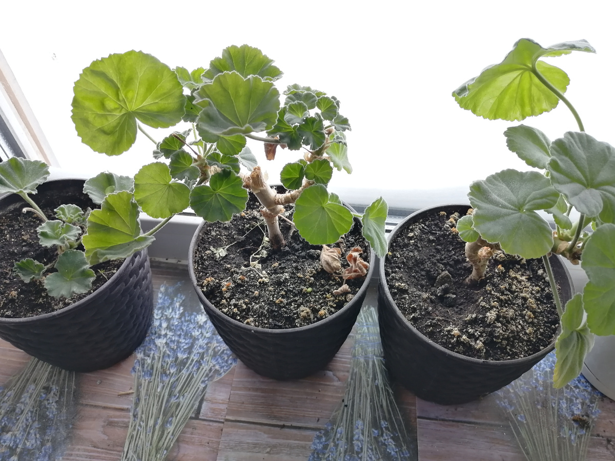 Герань Юнона. Мои черенки. Январь 2026г 