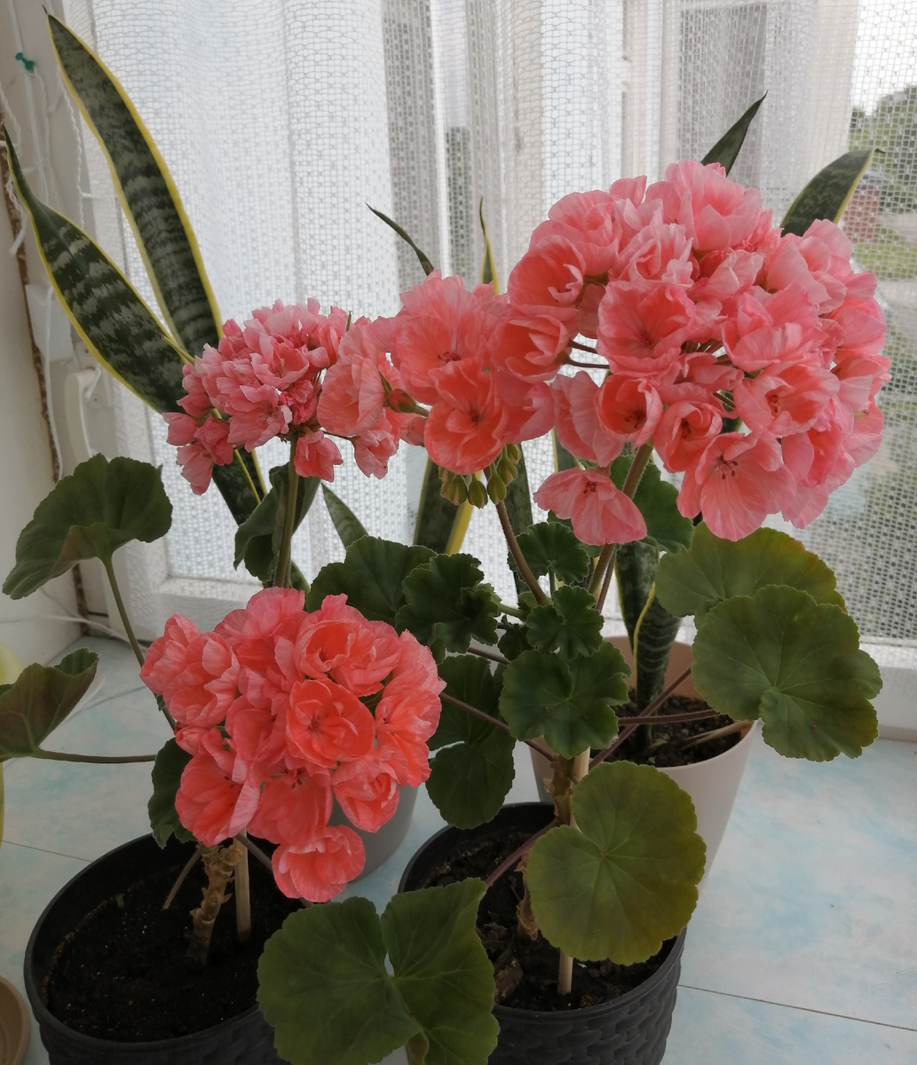 Герань Юнона. 2024г