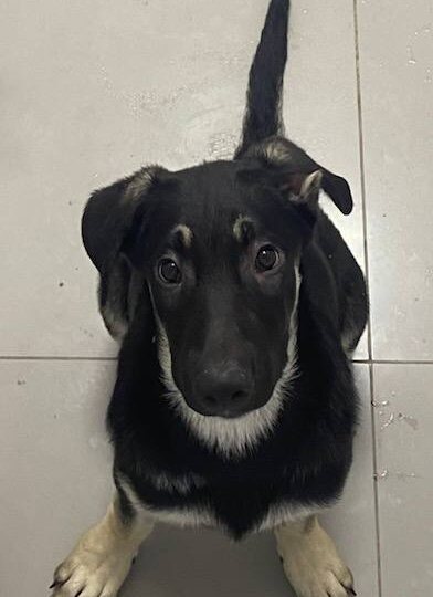 Слоник. В дальнем углу приюта...