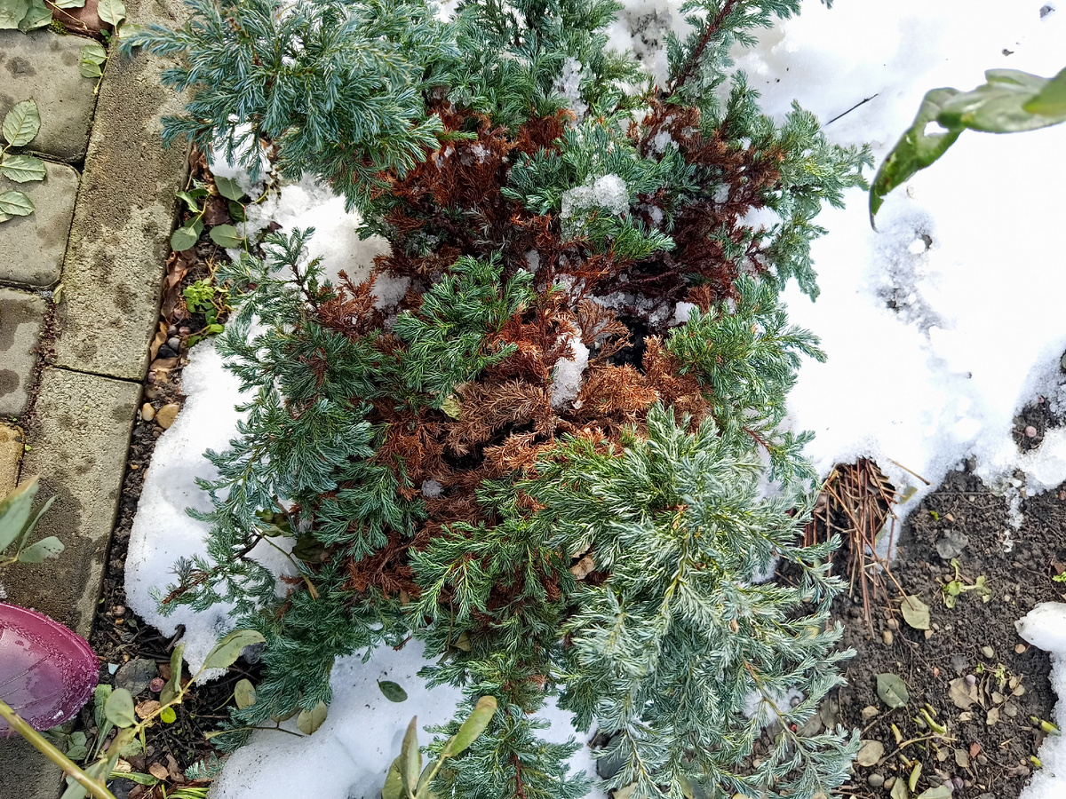 Кипарисовик горохоплодный 