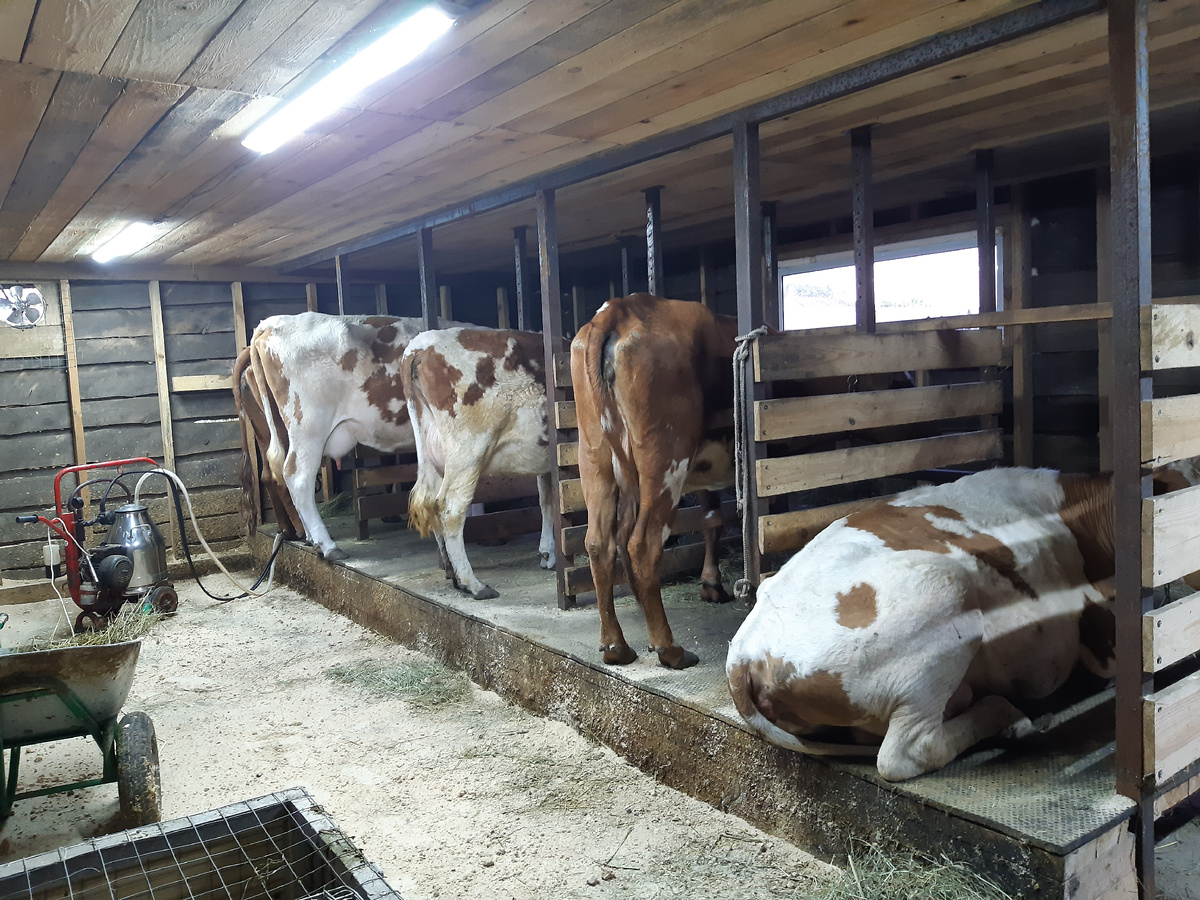 Угадайте год? Коровки другие:  айрширские и симментальские коровы.