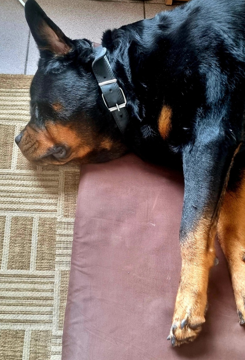 А кто сказал, что у ротвейлера не стоят уши? Неправда, еще как стоят, особенно во сне. 🤣