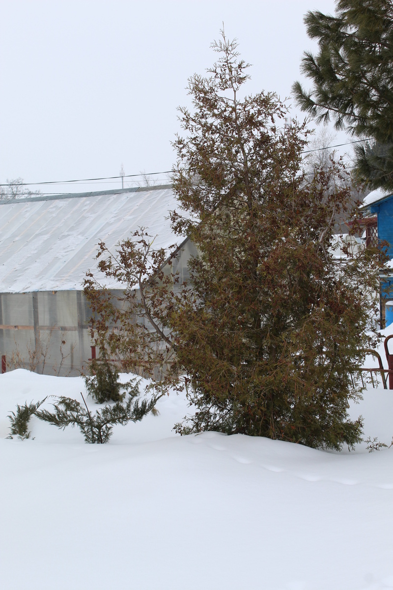 Одна из моих взрослых туй.