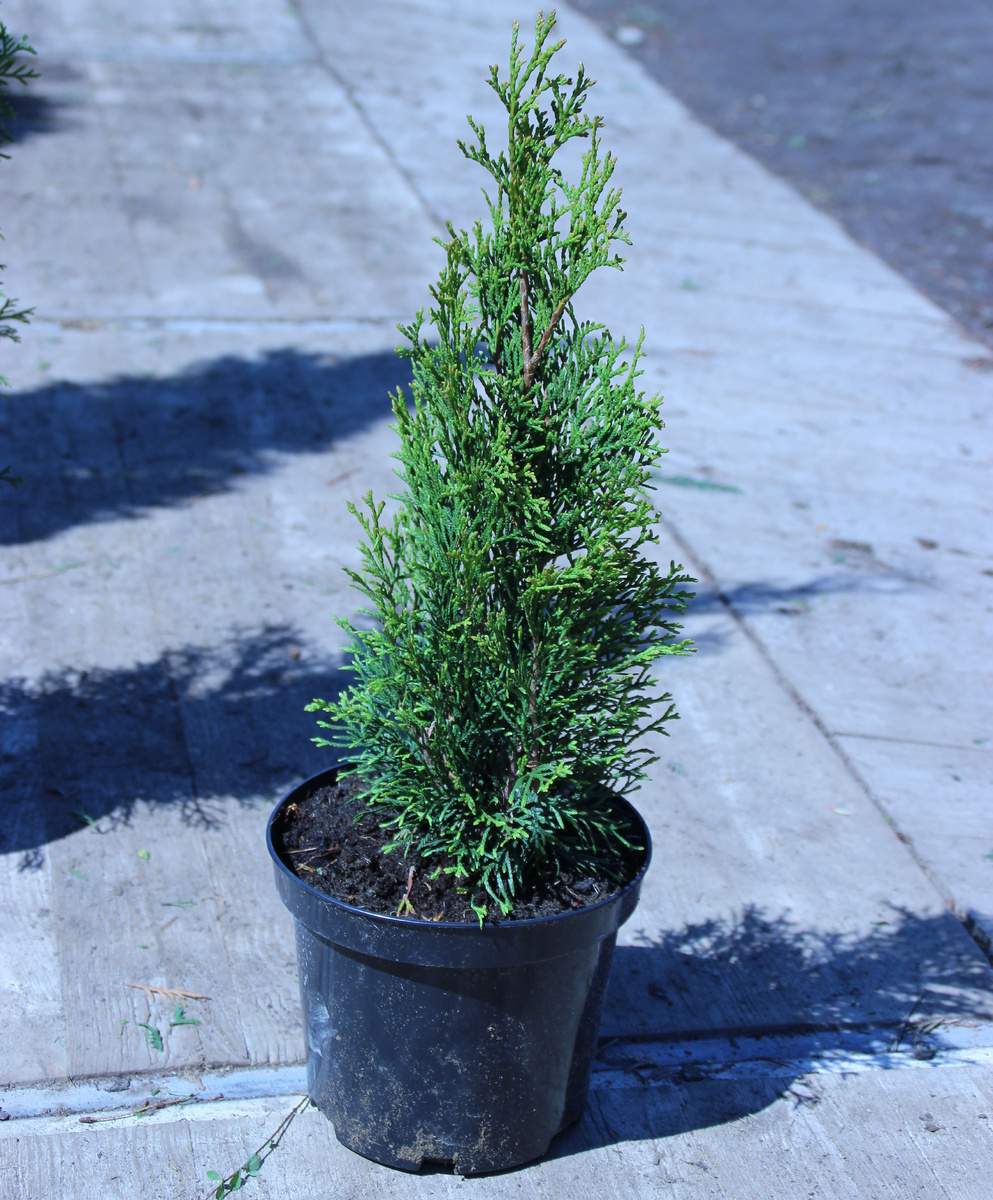 Стандартный саженец туи. Фото с Интернета.