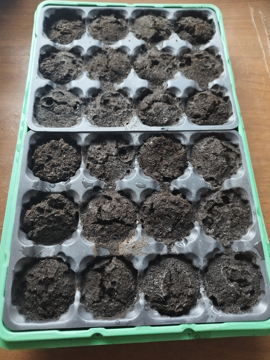 Торфотаблетки уже пролиты кипятком 