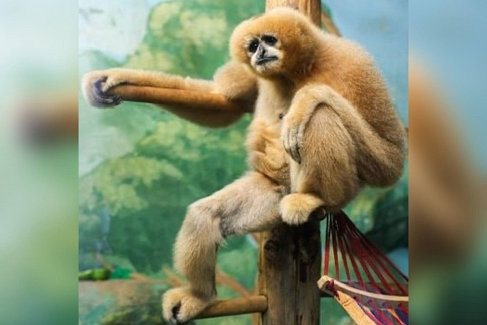    Боня родилась в 2007 году. Фото: пресс-служба Екатеринбургского зоопарка