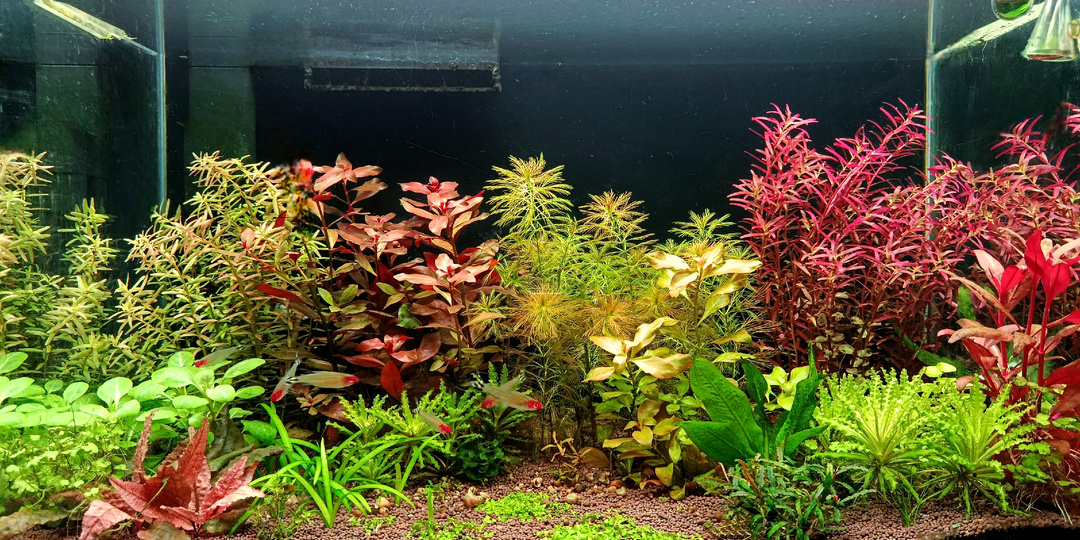 Это убивает твой аквариум. Топ-10 ошибок в содержании