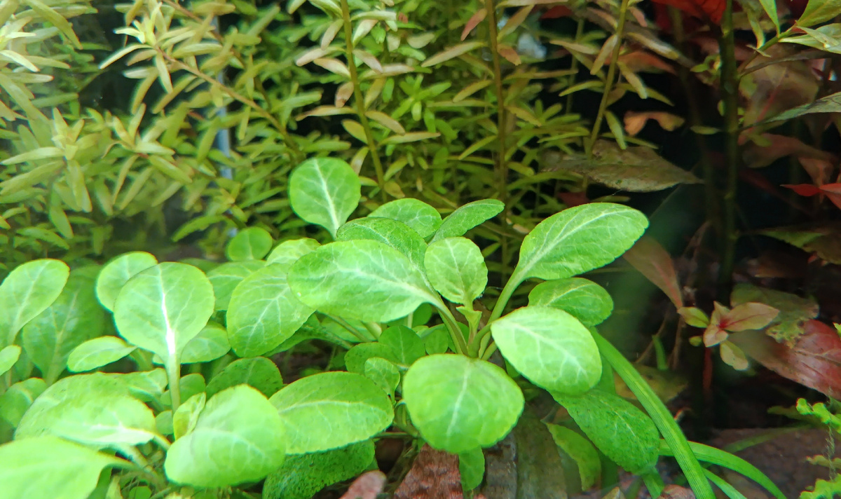 Лобелия кардинальская