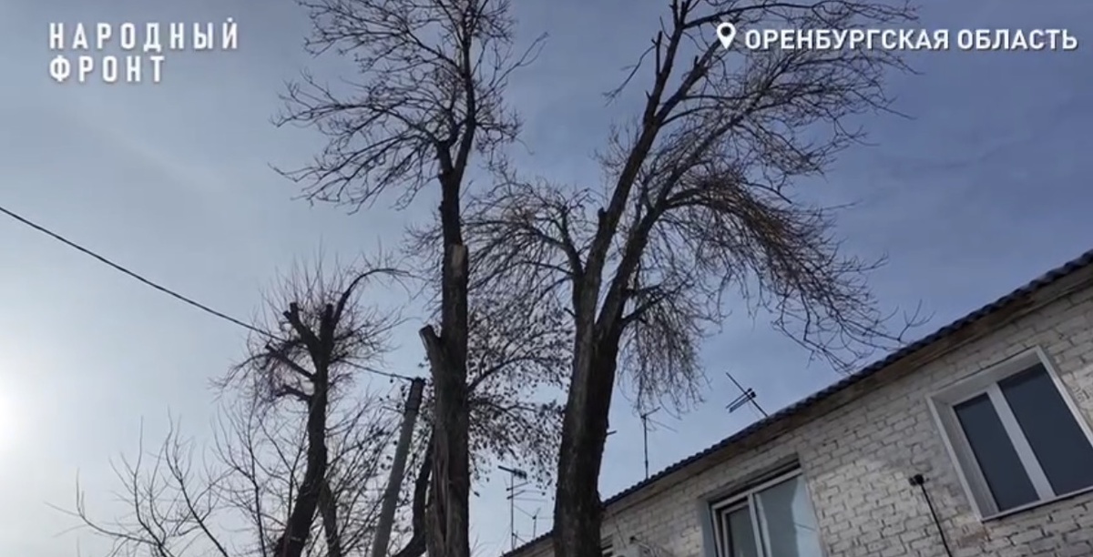    Жители двух улиц Оренбурга жалуются на аварийные деревья возле домов
