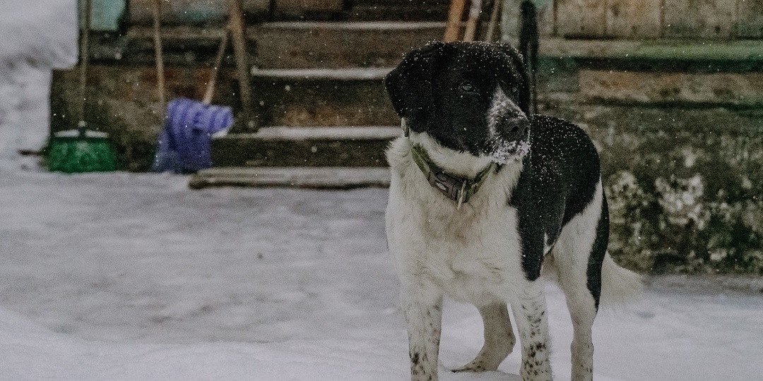 Гарифзянов рассказал, как в Плавском районе решают проблему бродячих собак