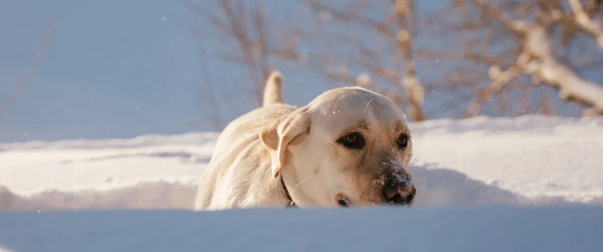    Ирина Яковлева