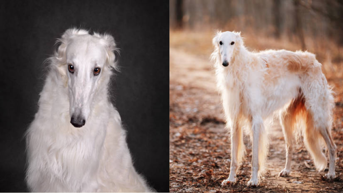 Русская борзая