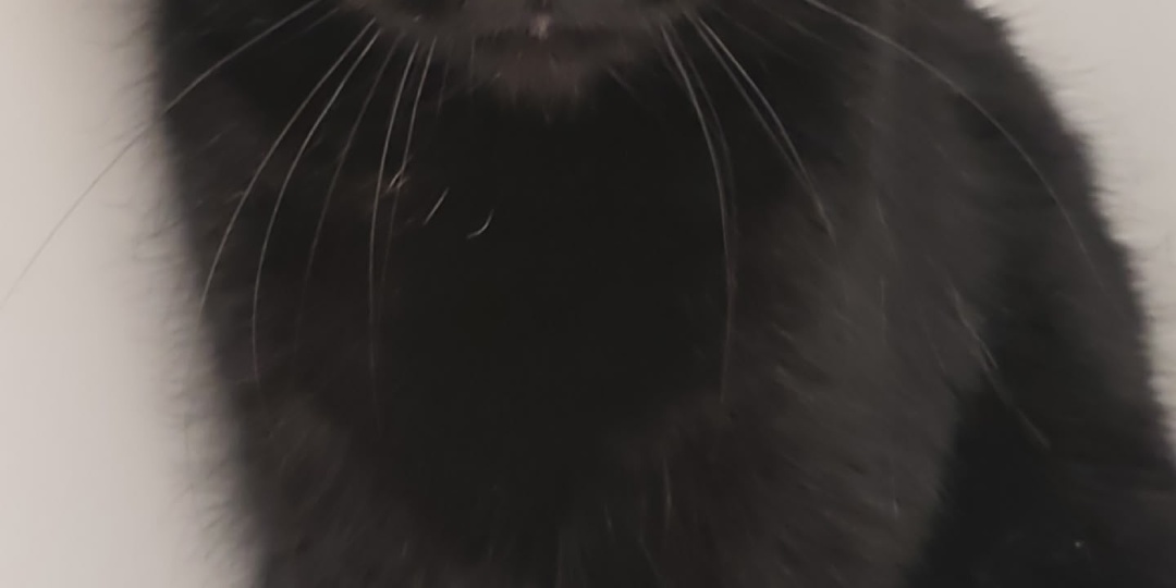 Добрых снов от котов 🐈‍⬛🐈🌛🌚