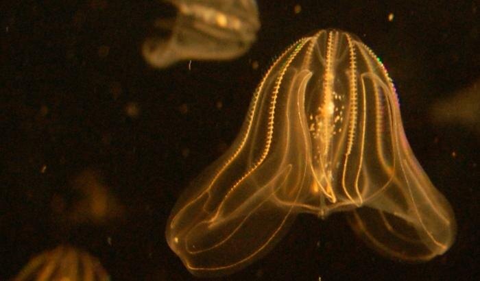 Обложка © Wikipedia / Steven G. Johnson