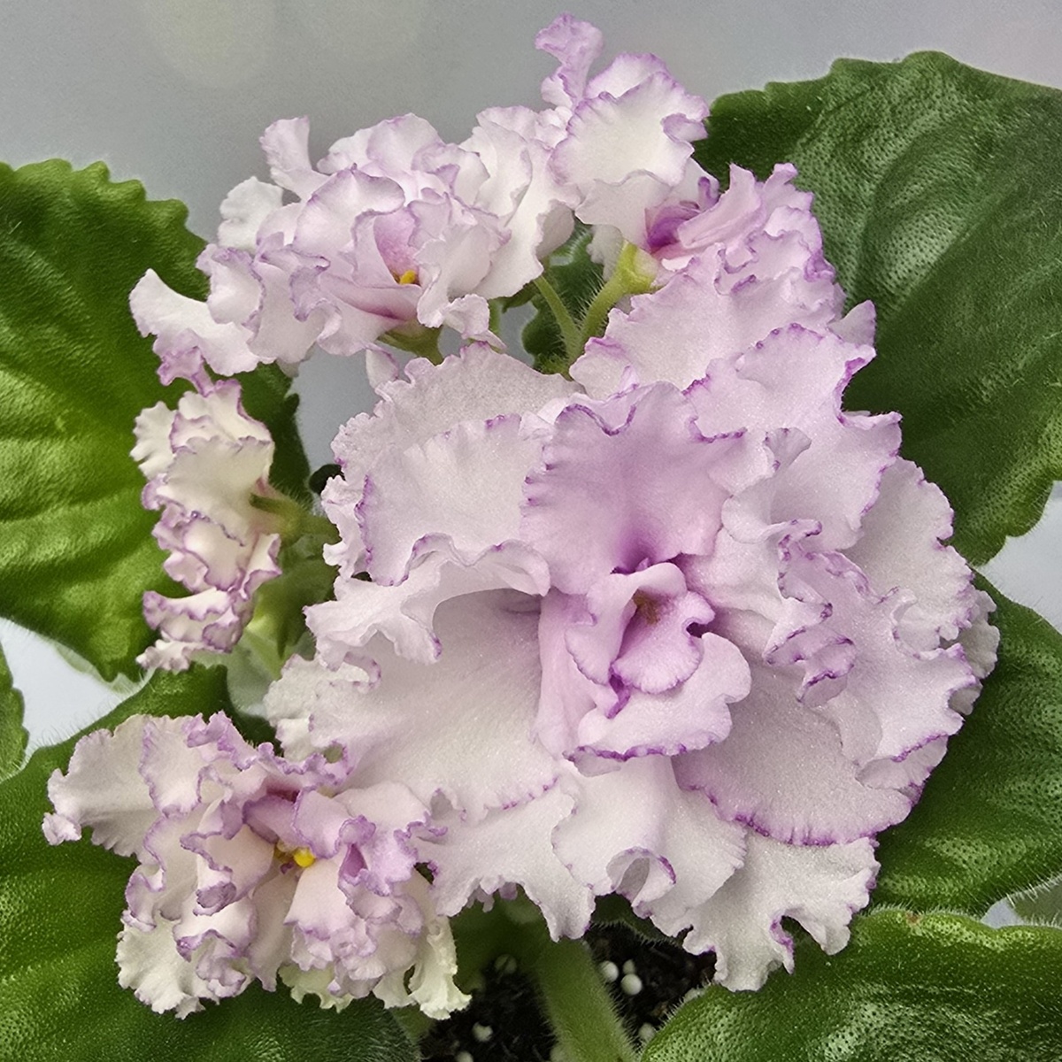 РМ-Белла Вита