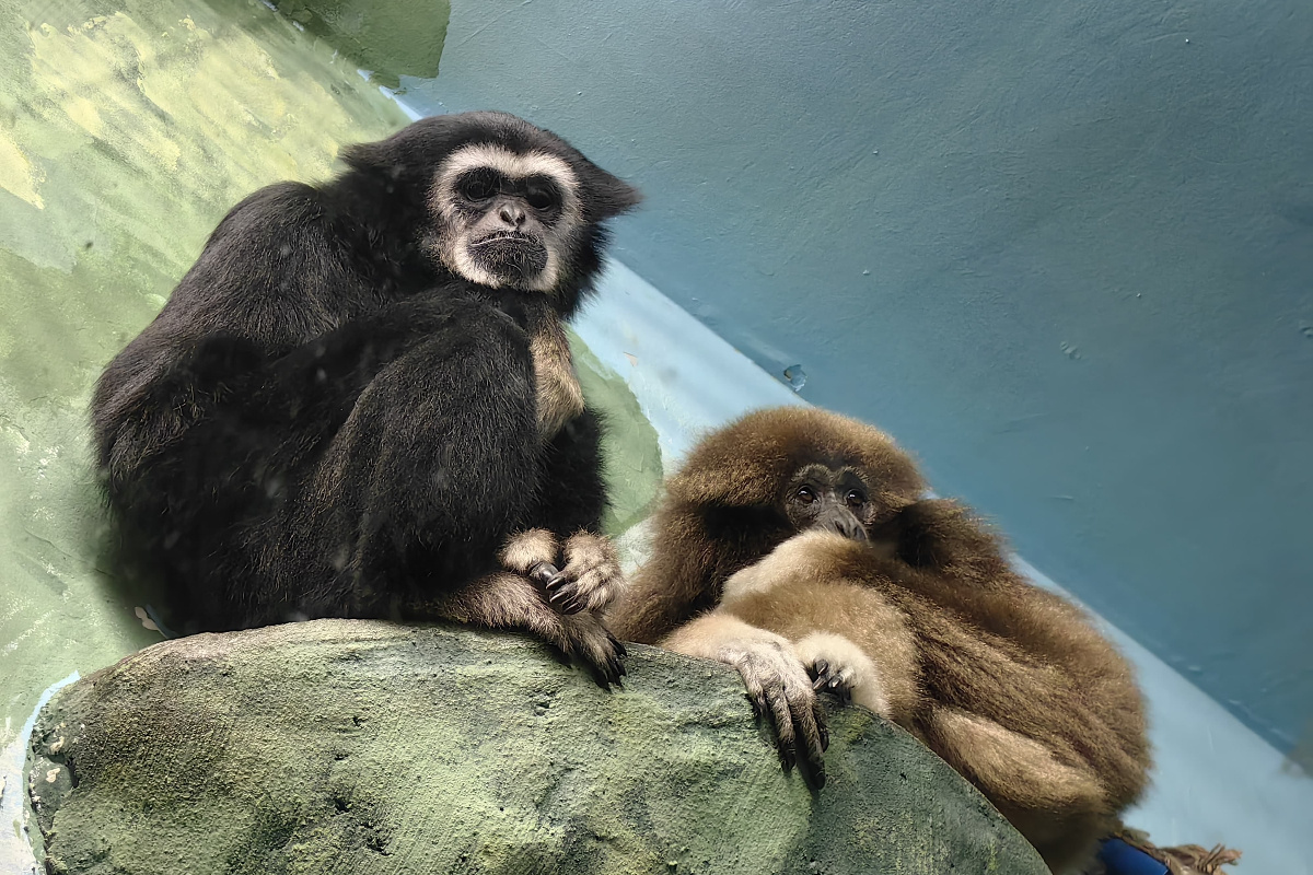    Фото: Екатеринбургский зоопарк