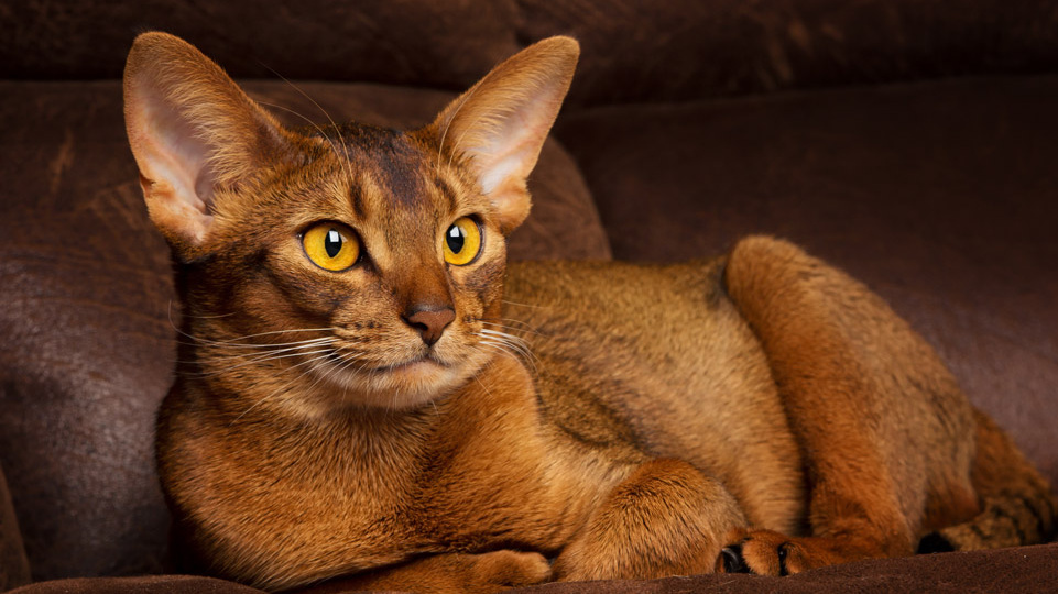 Больше породу не заведу: 9 фактов про абиссинскую кошку, о которых лучше знать заранее