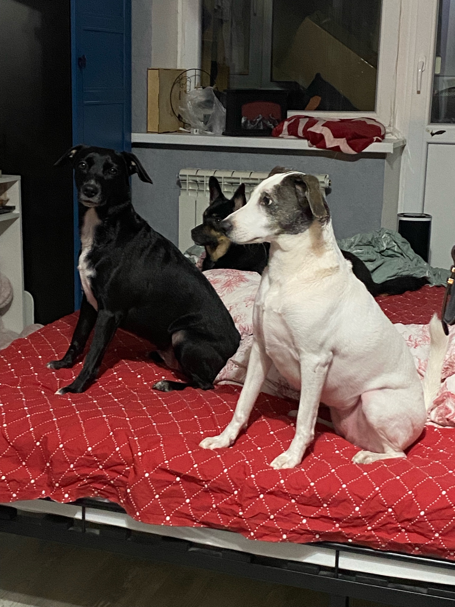 те самые «булочки»