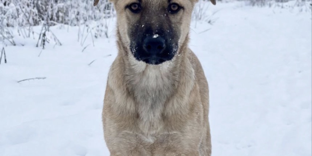 Машенька. Пол в приюте прохудился, мерзнет сильно