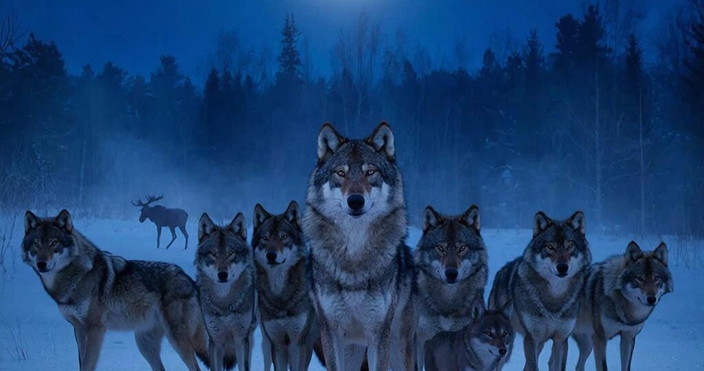 Волки: жизнь в стае, охота и иерархия