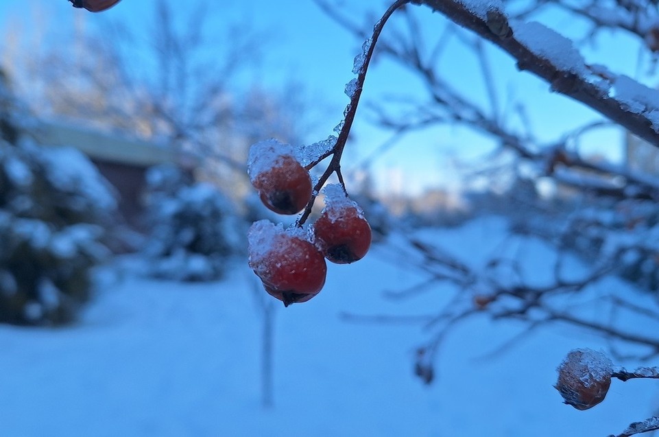    Ледяной дождь наиболее вероятен в декабре. Дмитрий КУТЕПОВ