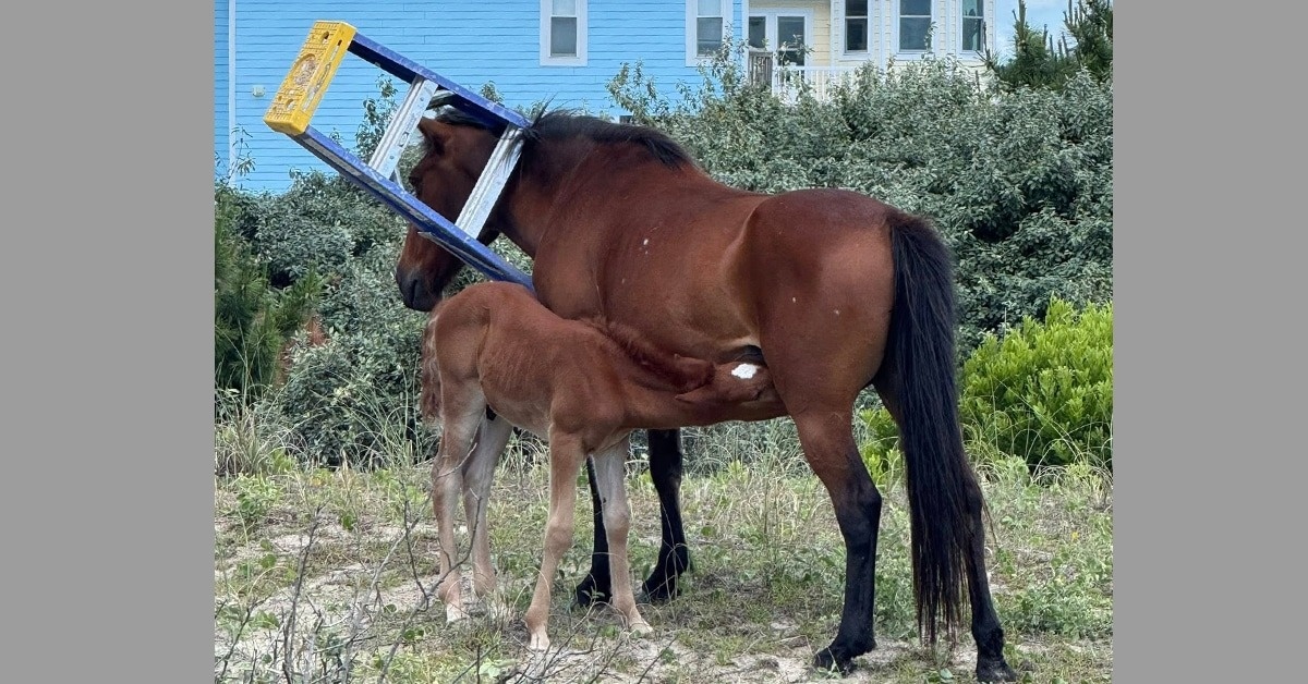Одна из подписчиц страницы Corolla Wild Horse Fund в Facebook (запрещенная в России соц.сеть) пошутила: «Фотография жеребенка, сосущего молоко, пока у мамы на шее висит лестница, довольно точно отражает суть материнства». (Фото Corolla Wild Horse Fund)