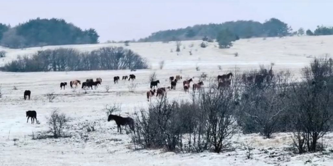 Спор вокруг табуна в Крыму стал проблемой для самих лошадей