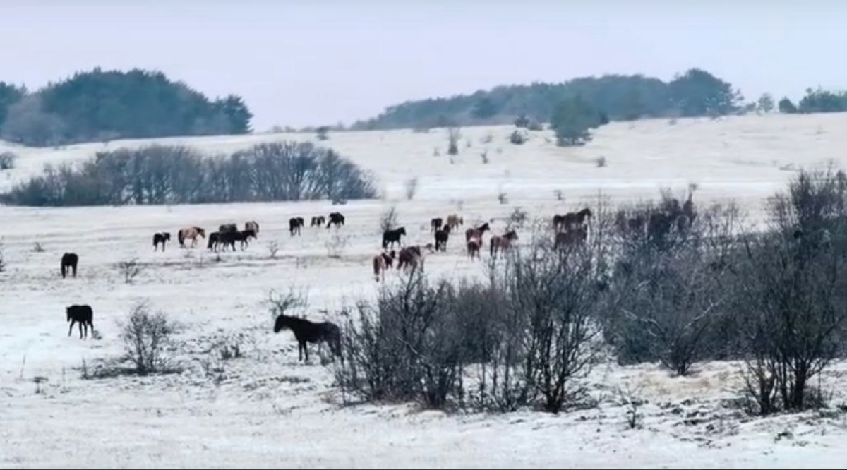 Фото из ТГ "Тайгун"