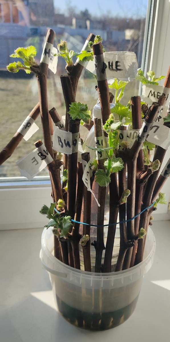 Способ Бавария, в начальний период. Корней ещё нет, тольк открываются почки на черенках