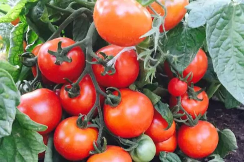 🍅 ТОматы которые не надо пасынковать. Мой запланировнный эксперимент🌿