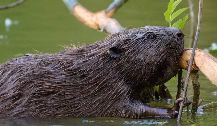 Как бобры спасают мир