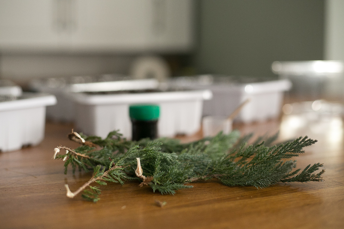 Автор фото Елена Якимова / Greenfingers