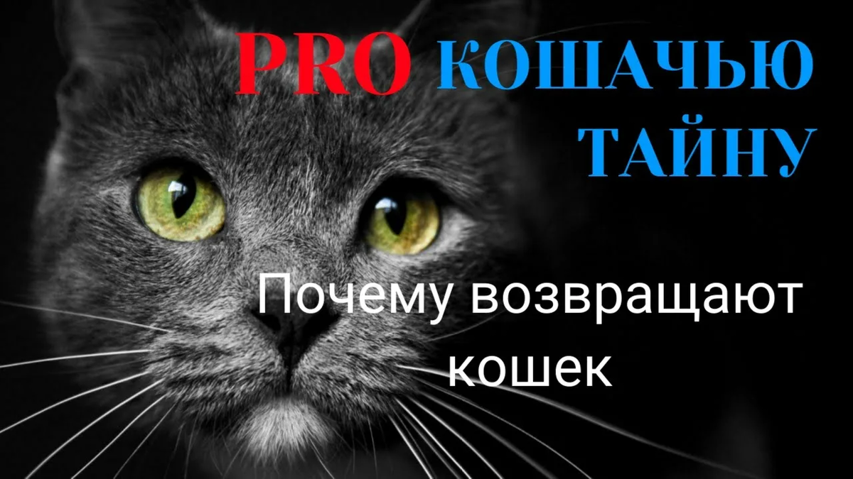 Картинка из интернета