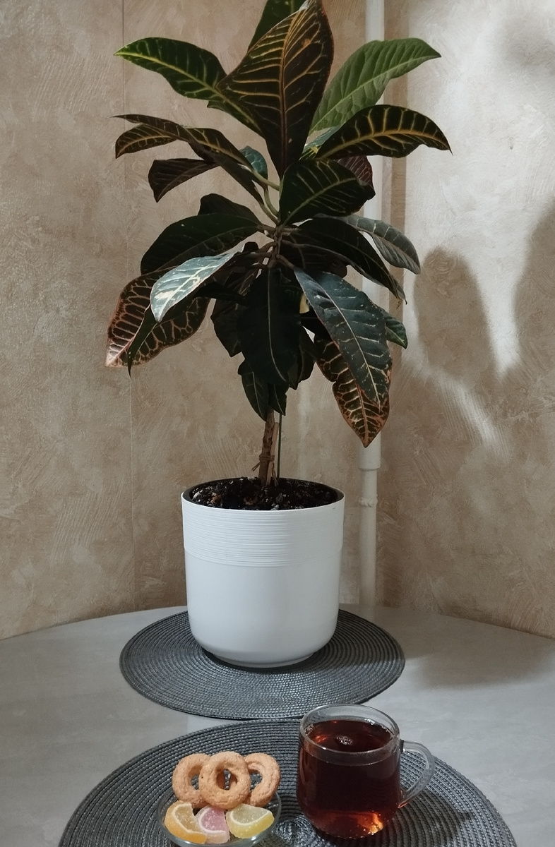 Мой вечерний пятничный чай. Фото автора.