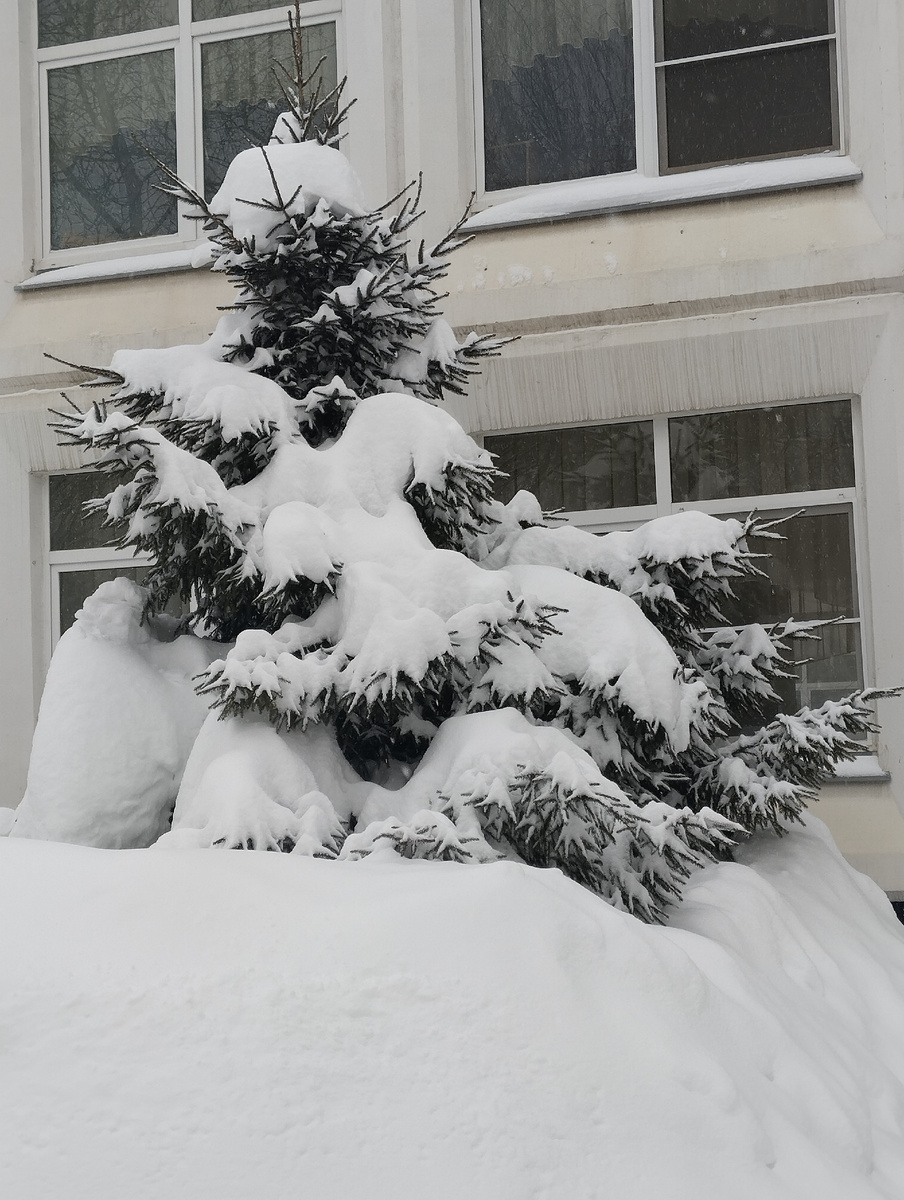 Ёлка в снегу во дворе детского сада. Фото автора.