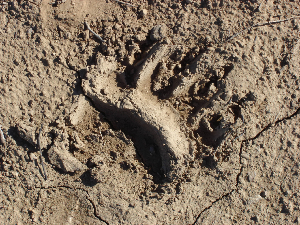 Фото из сети Интернет